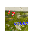 めだかコッピーエビ祭り（個別スタンプ：6）