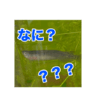 めだかコッピーエビ祭り（個別スタンプ：7）