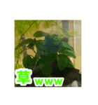 めだかコッピーエビ祭り（個別スタンプ：8）