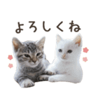 ニャンともカワイイ猫（個別スタンプ：10）