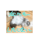動くシャリスタンプ（個別スタンプ：15）
