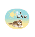 ナチュラルな毎日☆動く猫たちのスタンプ（個別スタンプ：6）