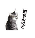 猫の日なのでやりたい放題 あざと編（個別スタンプ：12）