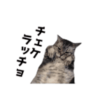 猫の日なのでやりたい放題 あざと編（個別スタンプ：15）