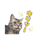 猫の日なのでやりたい放題 あざと編（個別スタンプ：16）