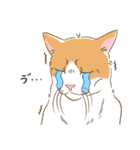ねこちゃんぷるー 1皿目（個別スタンプ：6）