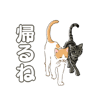 ねこちゃんぷるー 1皿目（個別スタンプ：22）