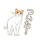 ねこちゃんぷるー 1皿目（個別スタンプ：23）