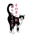 意外と使えるリアルお嬢様猫（個別スタンプ：14）