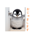 もふもふペンギン3（個別スタンプ：6）
