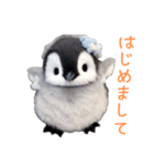 もふもふペンギン3（個別スタンプ：10）