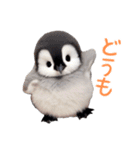 もふもふペンギン3（個別スタンプ：11）