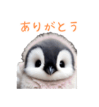 もふもふペンギン3（個別スタンプ：15）