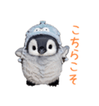 もふもふペンギン3（個別スタンプ：16）
