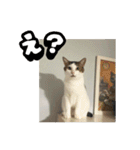 ラブリィ猫ちゃ〜ゆず＆しらたま〜（個別スタンプ：1）