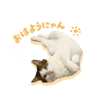 ラブリィ猫ちゃ〜ゆず＆しらたま〜（個別スタンプ：2）