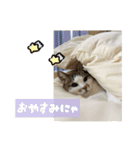 ラブリィ猫ちゃ〜ゆず＆しらたま〜（個別スタンプ：3）