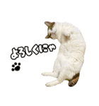 ラブリィ猫ちゃ〜ゆず＆しらたま〜（個別スタンプ：4）
