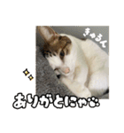 ラブリィ猫ちゃ〜ゆず＆しらたま〜（個別スタンプ：6）