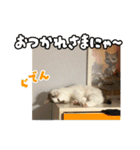 ラブリィ猫ちゃ〜ゆず＆しらたま〜（個別スタンプ：7）