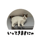 ラブリィ猫ちゃ〜ゆず＆しらたま〜（個別スタンプ：10）