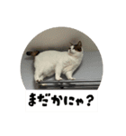ラブリィ猫ちゃ〜ゆず＆しらたま〜（個別スタンプ：11）