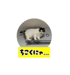 ラブリィ猫ちゃ〜ゆず＆しらたま〜（個別スタンプ：12）