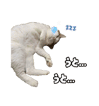 ラブリィ猫ちゃ〜ゆず＆しらたま〜（個別スタンプ：13）