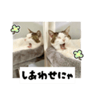 ラブリィ猫ちゃ〜ゆず＆しらたま〜（個別スタンプ：14）