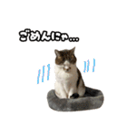 ラブリィ猫ちゃ〜ゆず＆しらたま〜（個別スタンプ：15）