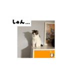 ラブリィ猫ちゃ〜ゆず＆しらたま〜（個別スタンプ：16）