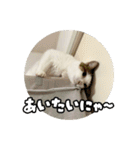 ラブリィ猫ちゃ〜ゆず＆しらたま〜（個別スタンプ：17）