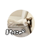 ラブリィ猫ちゃ〜ゆず＆しらたま〜（個別スタンプ：18）