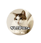 ラブリィ猫ちゃ〜ゆず＆しらたま〜（個別スタンプ：19）