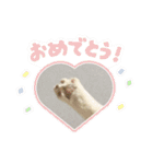 ラブリィ猫ちゃ〜ゆず＆しらたま〜（個別スタンプ：20）
