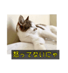 ラブリィ猫ちゃ〜ゆず＆しらたま〜（個別スタンプ：22）