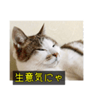 ラブリィ猫ちゃ〜ゆず＆しらたま〜（個別スタンプ：23）
