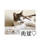 ラブリィ猫ちゃ〜ゆず＆しらたま〜（個別スタンプ：25）