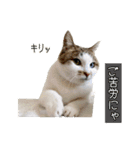 ラブリィ猫ちゃ〜ゆず＆しらたま〜（個別スタンプ：26）