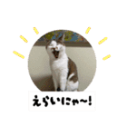 ラブリィ猫ちゃ〜ゆず＆しらたま〜（個別スタンプ：27）