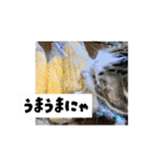 ラブリィ猫ちゃ〜ゆず＆しらたま〜（個別スタンプ：28）