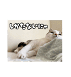 ラブリィ猫ちゃ〜ゆず＆しらたま〜（個別スタンプ：30）