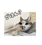 ラブリィ猫ちゃ〜ゆず＆しらたま〜（個別スタンプ：32）
