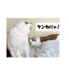ラブリィ猫ちゃ〜ゆず＆しらたま〜（個別スタンプ：33）