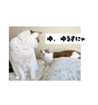 ラブリィ猫ちゃ〜ゆず＆しらたま〜（個別スタンプ：34）