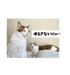 ラブリィ猫ちゃ〜ゆず＆しらたま〜（個別スタンプ：35）