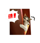 ラブリィ猫ちゃ〜ゆず＆しらたま〜（個別スタンプ：38）