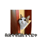 ラブリィ猫ちゃ〜ゆず＆しらたま〜（個別スタンプ：39）