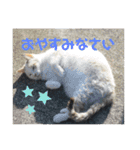 うちの近所の猫（個別スタンプ：1）