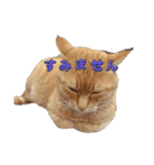 うちの近所の猫（個別スタンプ：2）